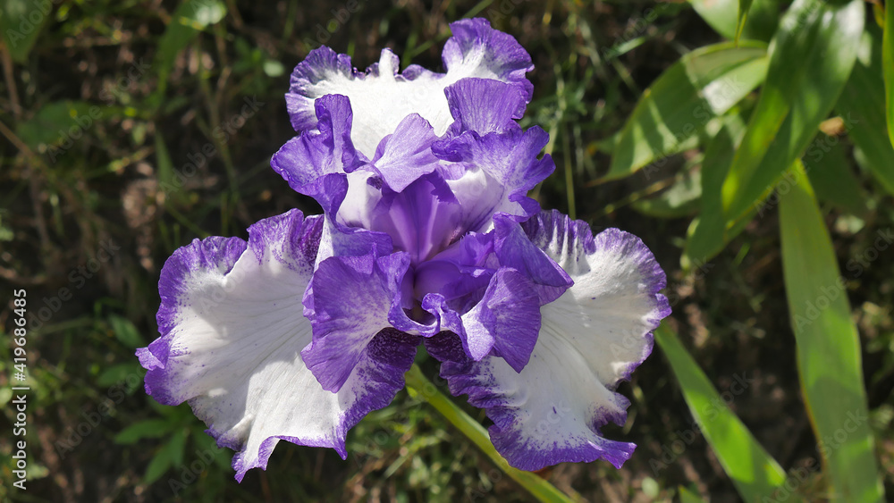 The flower of tall bearded bicolor white-purple iris varieties Rare Treat. An image closeup. 