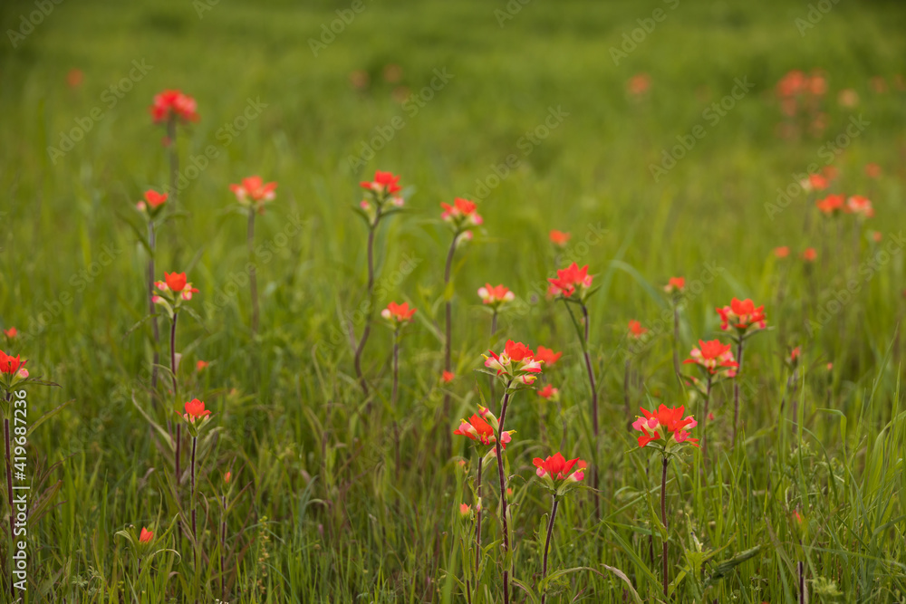 Fototapeta premium Indian Paintbrush wildflowers in a grass field