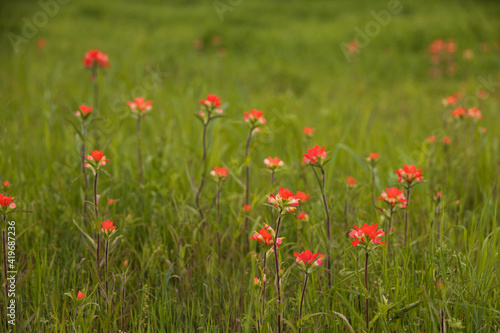 Indian Paintbrush wildflowers in a grass field © Martina
