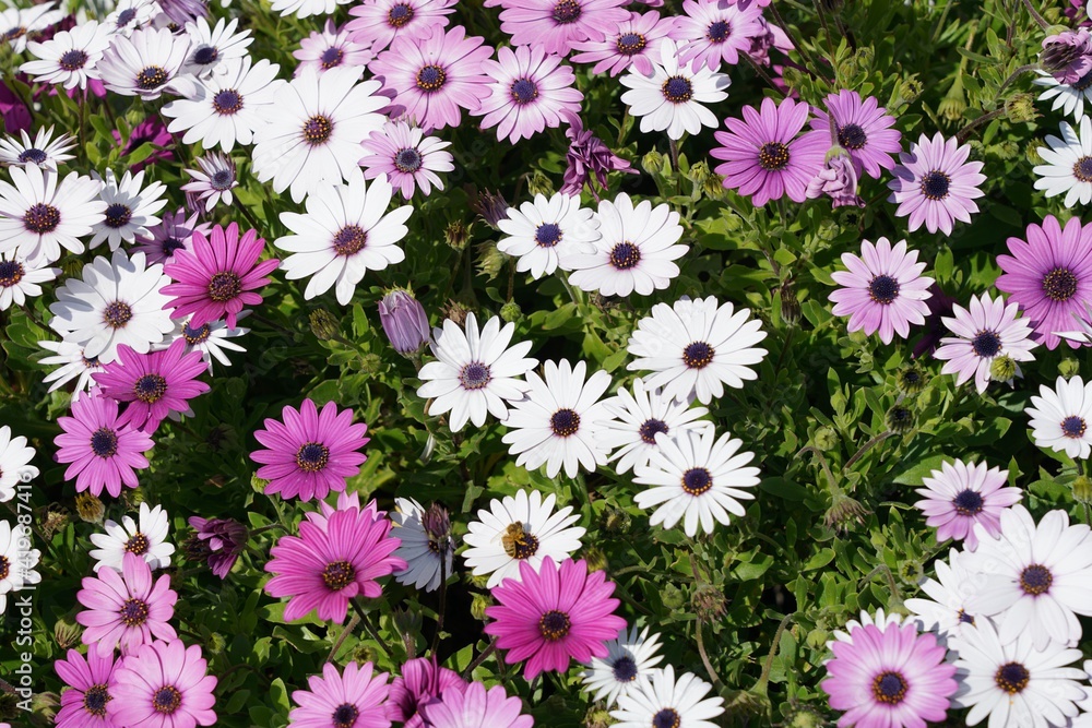 White and purple daisies group White and purple daisies group