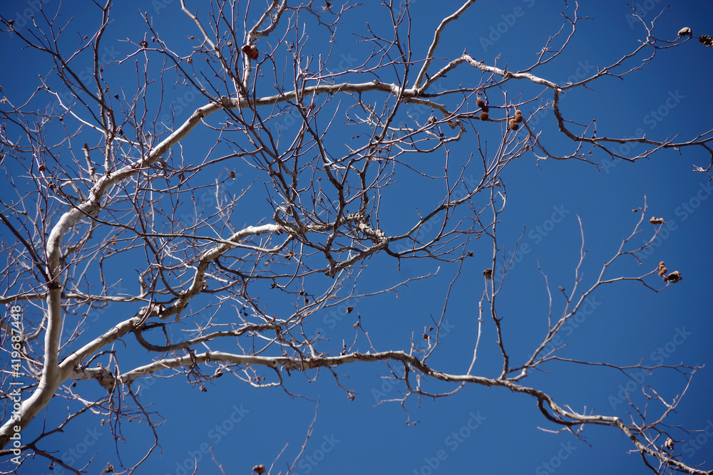 Full frame close-up view of bare sycamore tree branches with some seed pods and a blue California winter sky above Full frame close-up view of bare sycamore tree branches with some seed pods and a blue California winter sky above