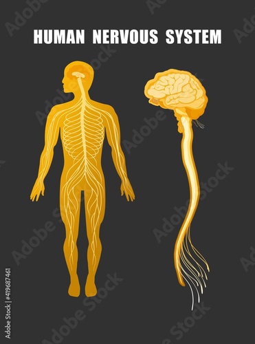 human nervous system educational scheme