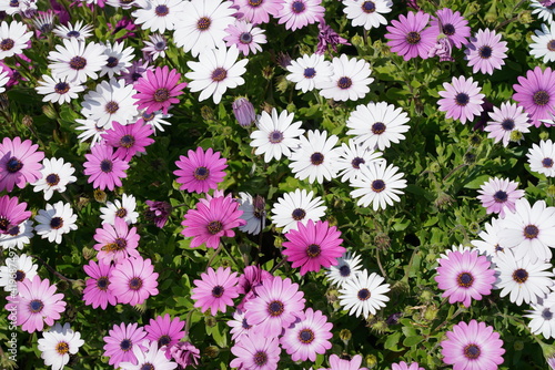 White and purple daisies group