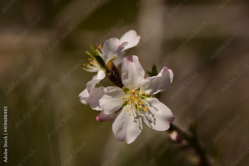 Beautiful, delicate early Spring almond blossoms in Kiryat Tivon Israel Beautiful, delicate early Spring almond blossoms in Kiryat Tivon Israel
