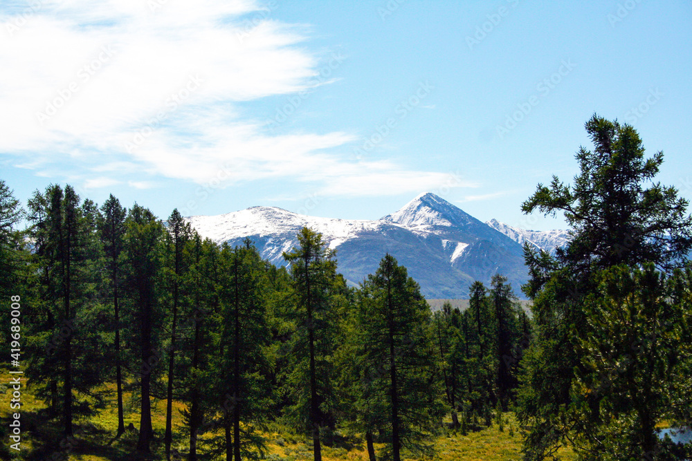 Obraz premium Beautiful mountain landscape. Snow-capped mountain peaks, blue sky, coniferous forest. Russia, Altai Mountains