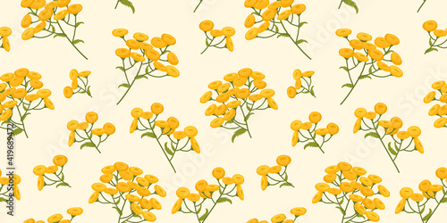 Tansy. A pattern of plants with yellow flowers. Botanical illustration on a beige background.