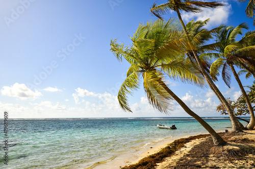 Fototapeta Naklejka Na Ścianę i Meble -  palm trees by the turquoise blue caribbean sea and in the foreground a white sand beach on the island of Guadeloupe