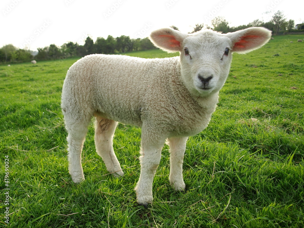 Fototapeta premium lamb in a field