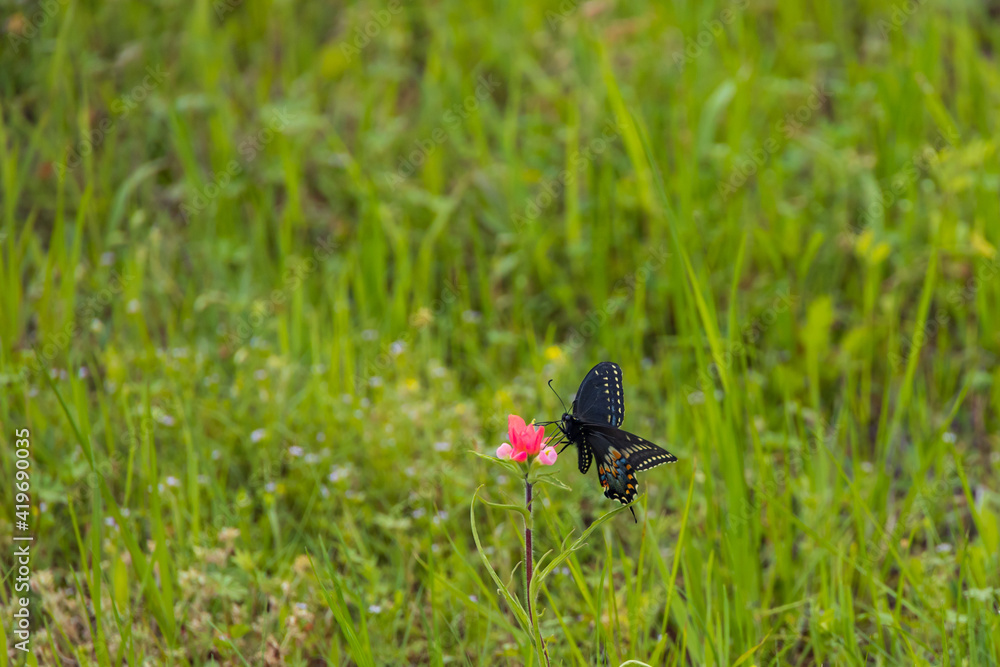 Eastern Black Swallowtail butterfly sitting on Indian Paintbrush wildflower Eastern Black Swallowtail butterfly sitting on Indian Paintbrush wildflower