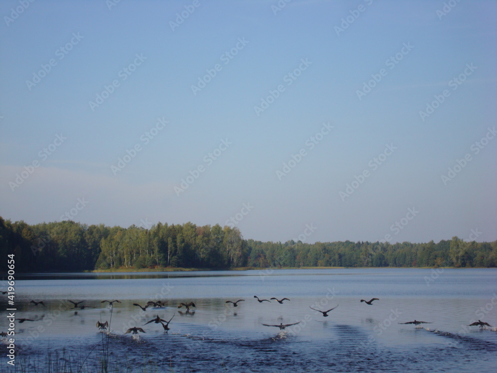 Naklejka premium Takeoff of a flock of birds from the water surface of the lake.