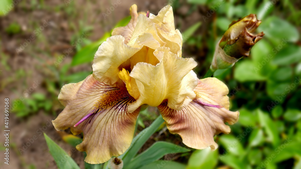 Fototapeta premium The flower of tall bearded iris of large-flowered varieties Tornbird. An image closeup.