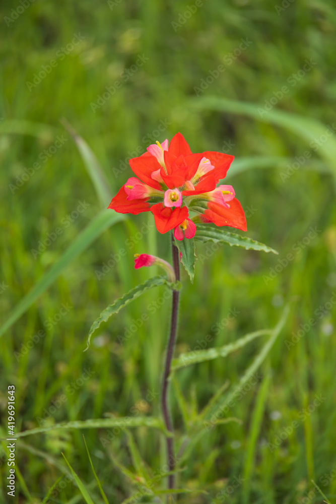 One Indian Paintbrush wildflower close-up with grass in background One Indian Paintbrush wildflower close-up with grass in background