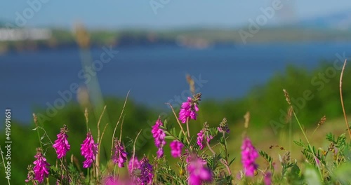 Purple flowers in the grass against the background of the estuary and steep coast