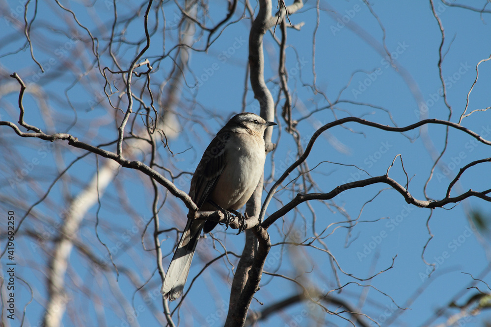 Chalk-browed Mockingbird on tree branches with blue sky background Chalk-browed Mockingbird on tree branches with blue sky background
