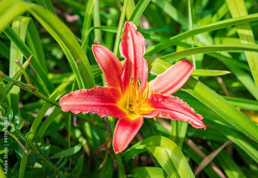 Close up of a red lily flower Close up of a red lily flower