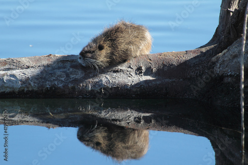 otter and its reflection in the lake 