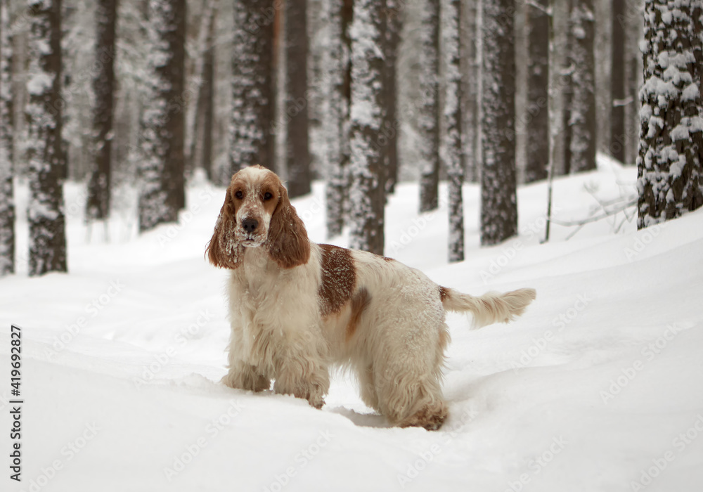 Winter. Forest. An English cocker spaniel of a orange roan color stands in the snow and looks into the frame.