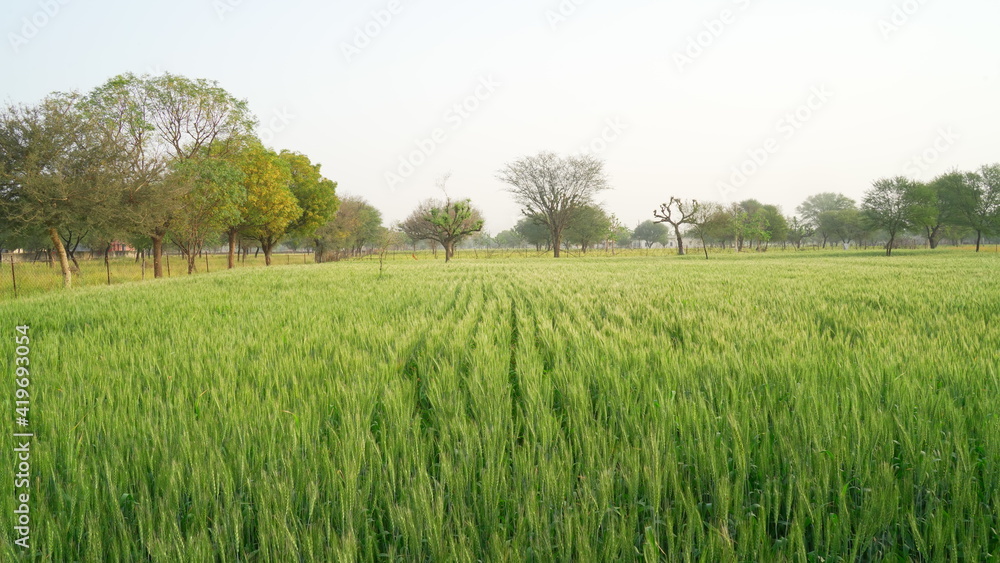 Obraz premium A large wheat field in India and raw spikes against a bright sky. Rural landscape with unripe wheat crops in sunset. Green wheat ears.