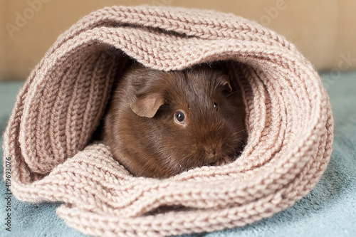 Funny cute guinea pig hiding in a knitted woolen scarf . selective focus on the guinea pig nose