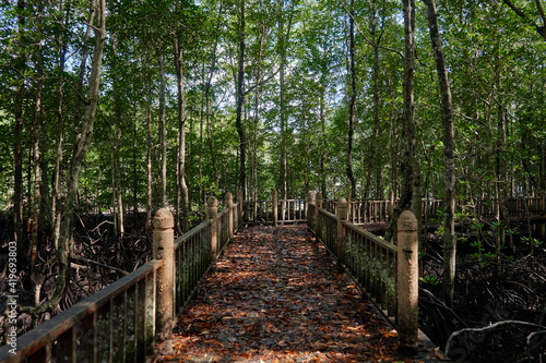 Walk through the mangrove forest in Asia