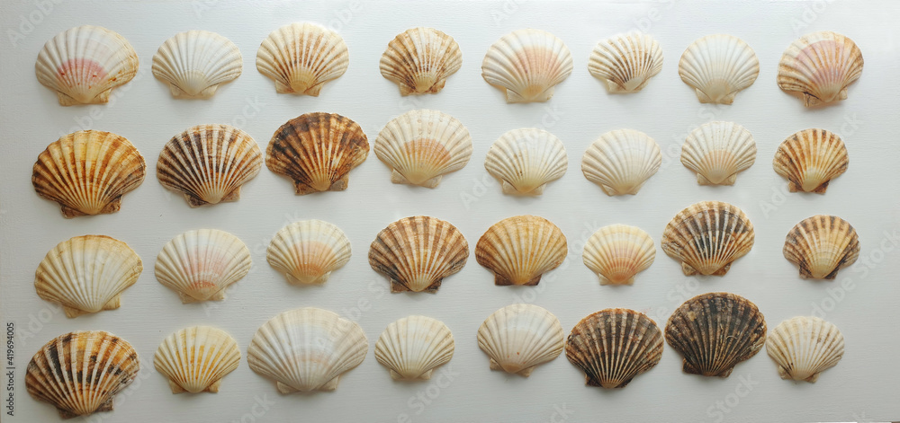 Collection of different sized scallops shells laying on a white wooden table.