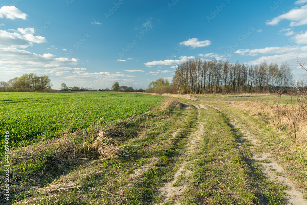 Spring green fields by a country road, April landscape