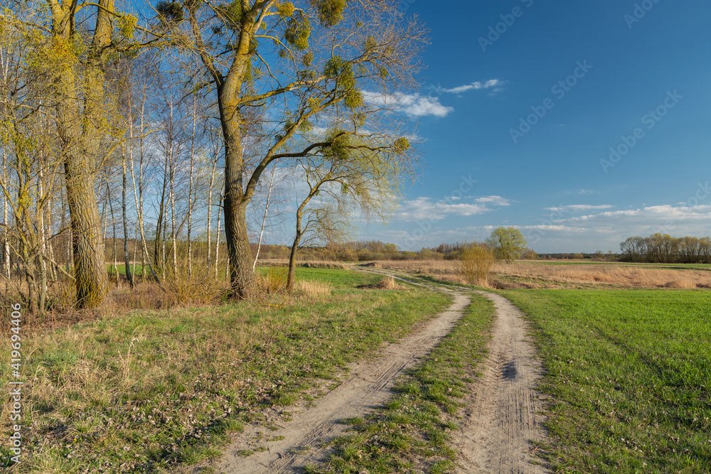Old trees by a rural road through meadows and fields Old trees by a rural road through meadows and fields