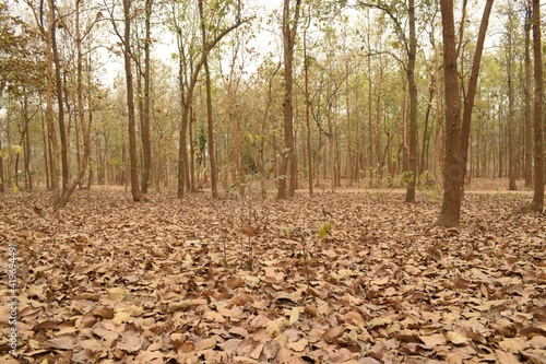 dry leaves on the forest floor