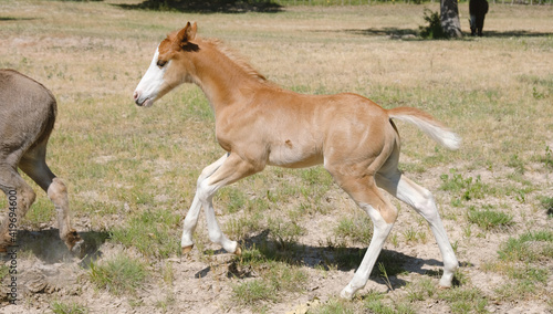 Energetic foal shows colt horse running and chasing mini donkey through summer field.