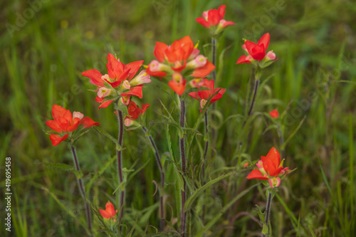 Indian Paintbrush cluster wildflowers in a field