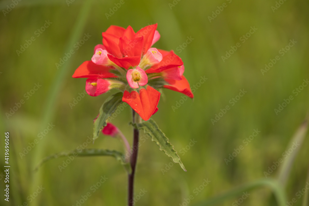 One Indian Paintbrush wildflower close-up with grass in background