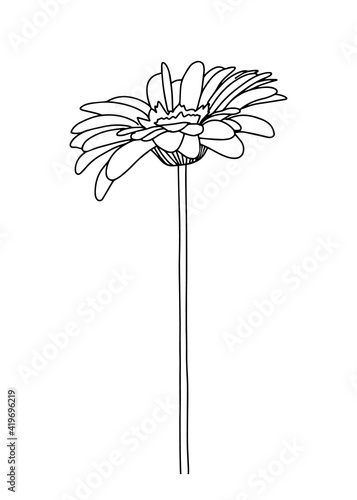 Vector illustration of a gerbera. Doodle style. Suitable for design, printing, decoration, textiles, paper and colorings.