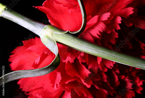 red carnation on black background