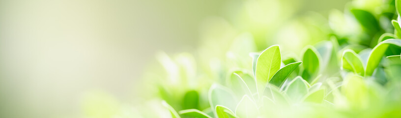 Closeup of green nature leaf on blurred greenery background in garden with bokeh and copy space using as background cover page concept.