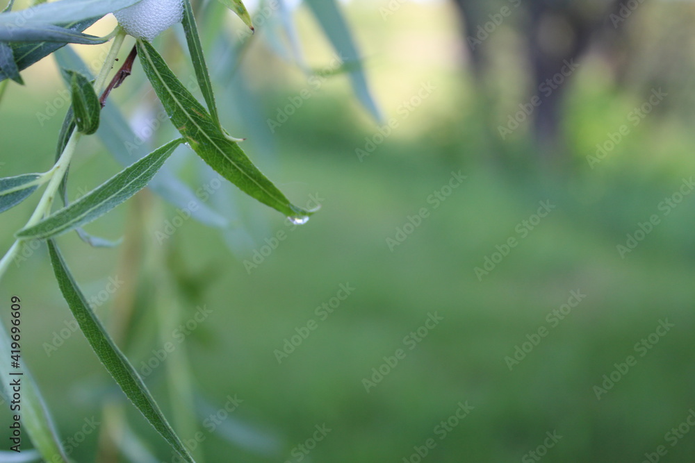 water dew drops roll off the leaves with a place to text the copyspace water dew drops roll off the leaves with a place to text the copyspace