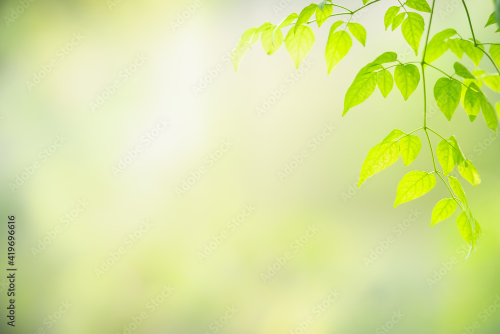 Beautiful nature view green leaf on blurred greenery background under  sunlight with bokeh and copy space using as background natural plants  landscape, ecology wallpaper concept. Stock Photo | Adobe Stock