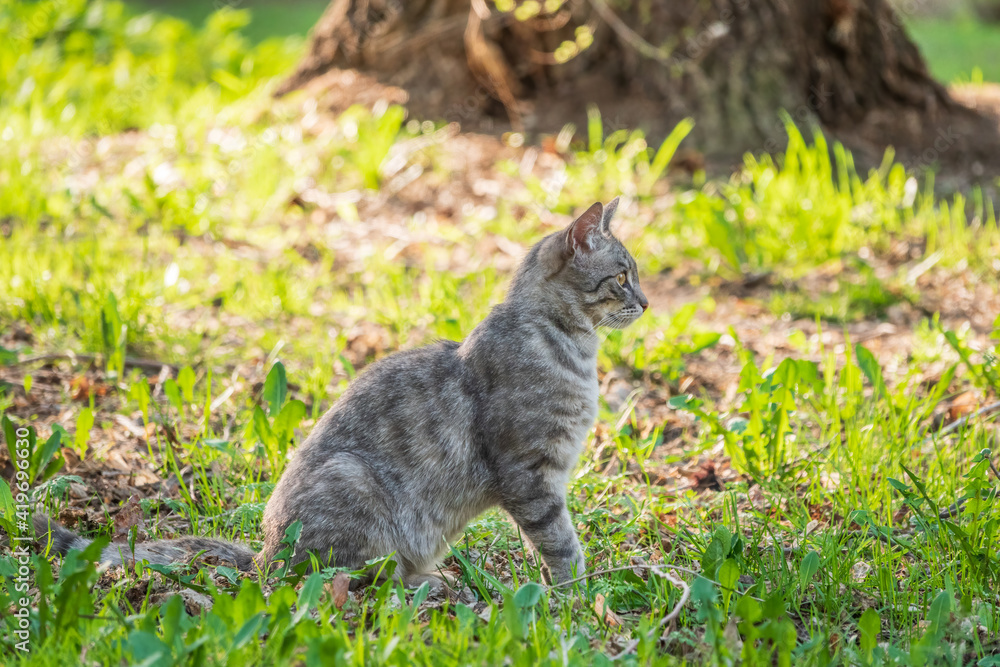 A beautiful fluffy gray cat sits on a green lawn in the sunset light