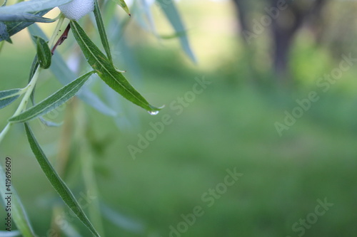 Wallpaper Mural water dew drops roll off the leaves with a place to text the copyspace Torontodigital.ca