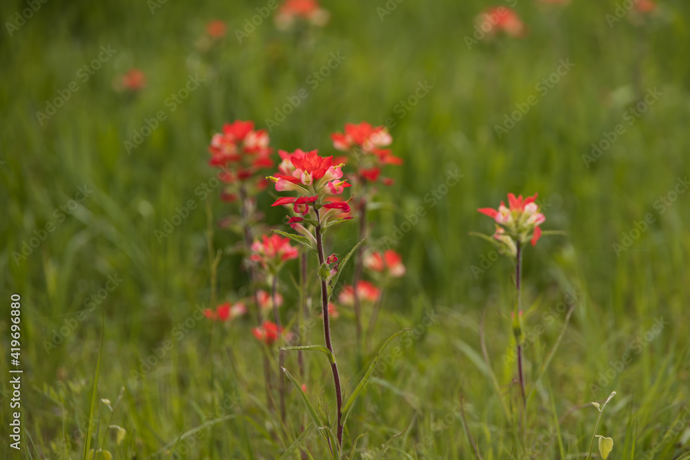 Indian Paintbrush cluster wildflowers in a field
