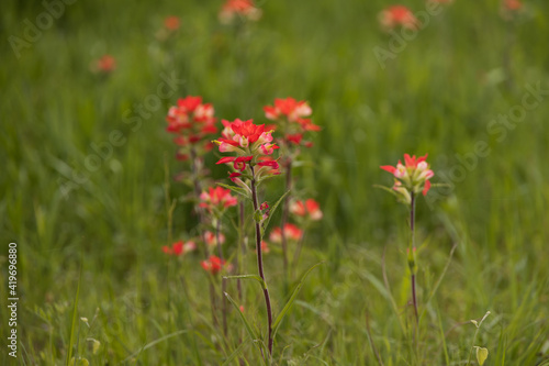 Indian Paintbrush cluster wildflowers in a field 