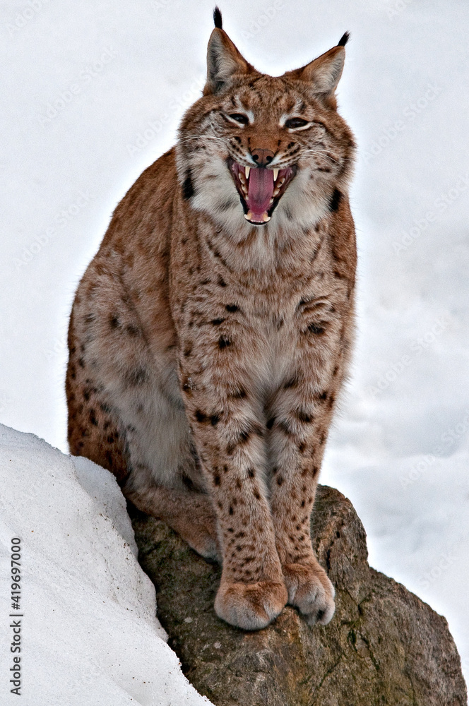 Roaring young lynx with snow in the background
