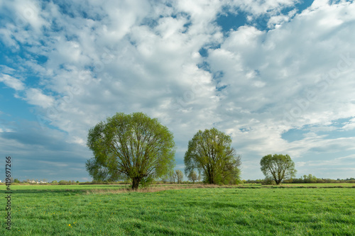 Trees growing on a green meadow and white clouds on the sky