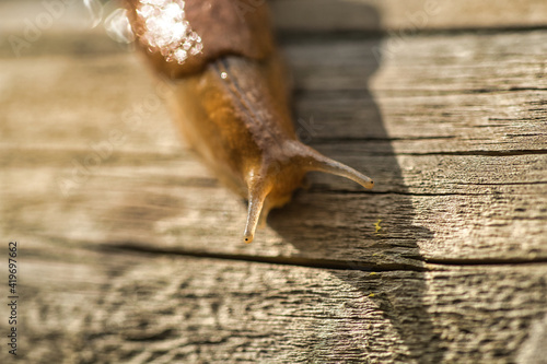 Slug in close-up on wooden surface.