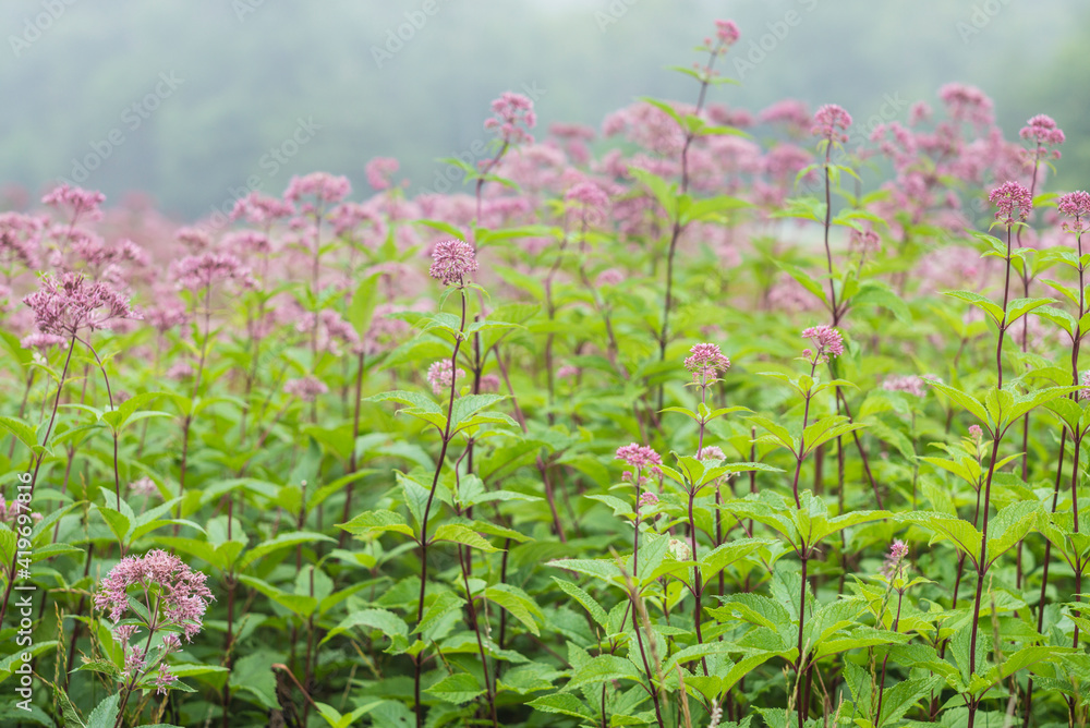 Fototapeta premium USA, Massachusetts, Cape Ann, Gloucester. Flowers in fog