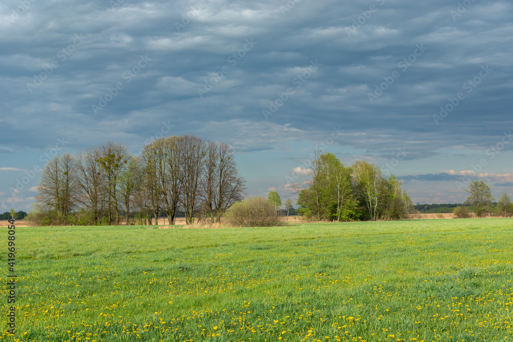Yellow dandelion flowers on green meadow, trees and clouds