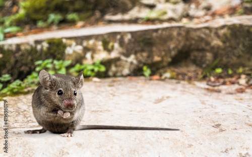 Gray young small mouse on outdoor background
