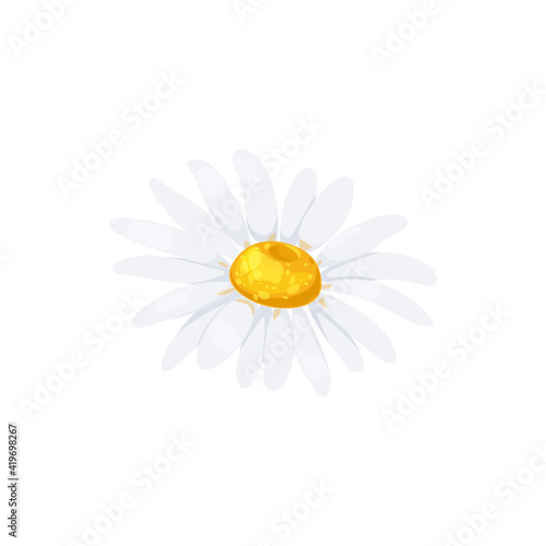 Fényképezés Chamomile flower with white petals and yellow middle isolated head icon