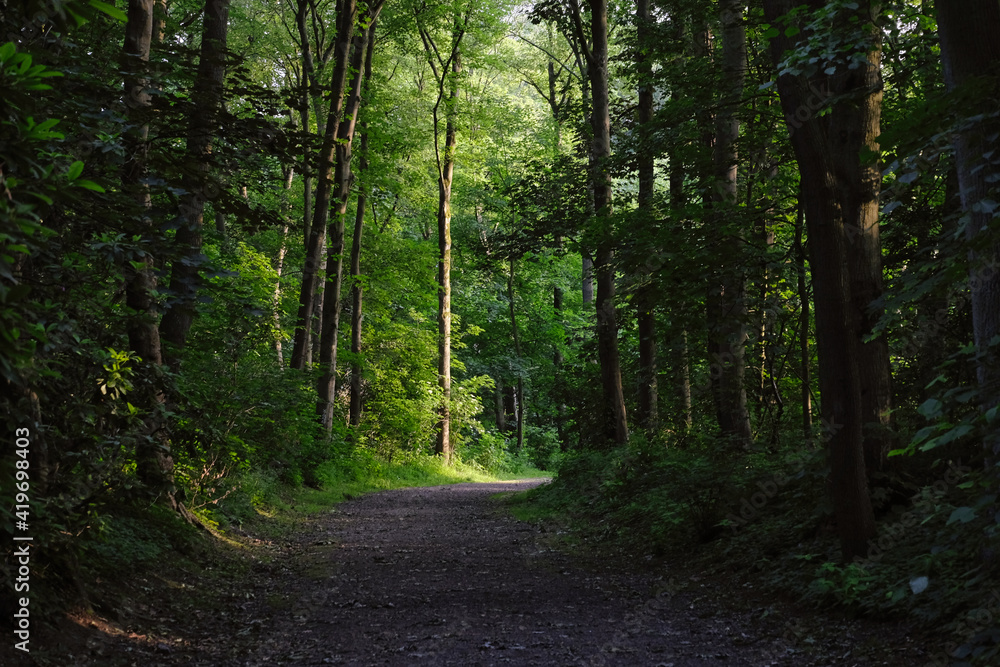 Fototapeta premium Wald mit Lichteinfall