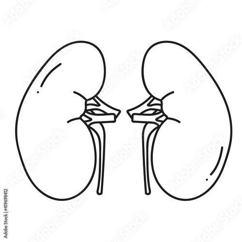 kidneys human organ in doodle style