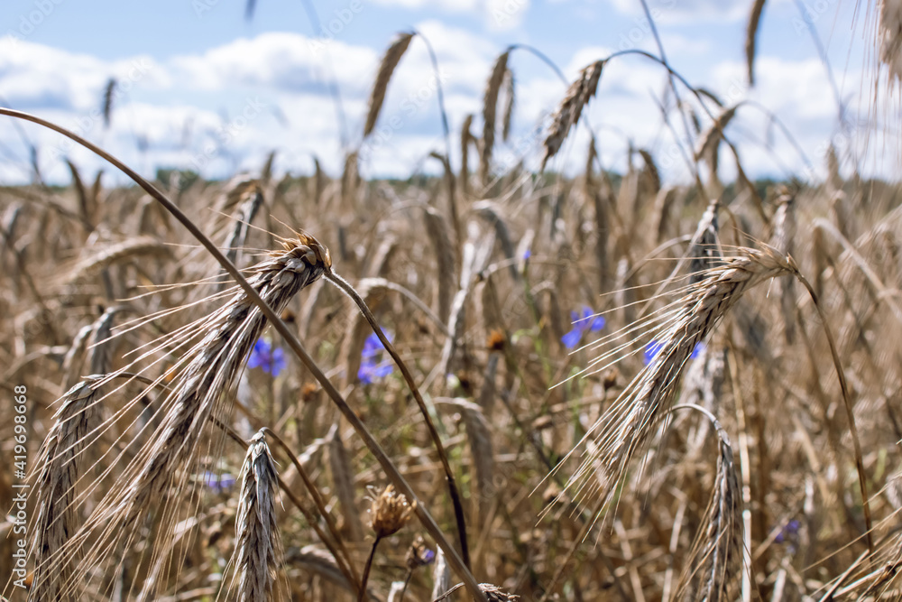 Fototapeta premium Wheat field. Golden ears of wheat